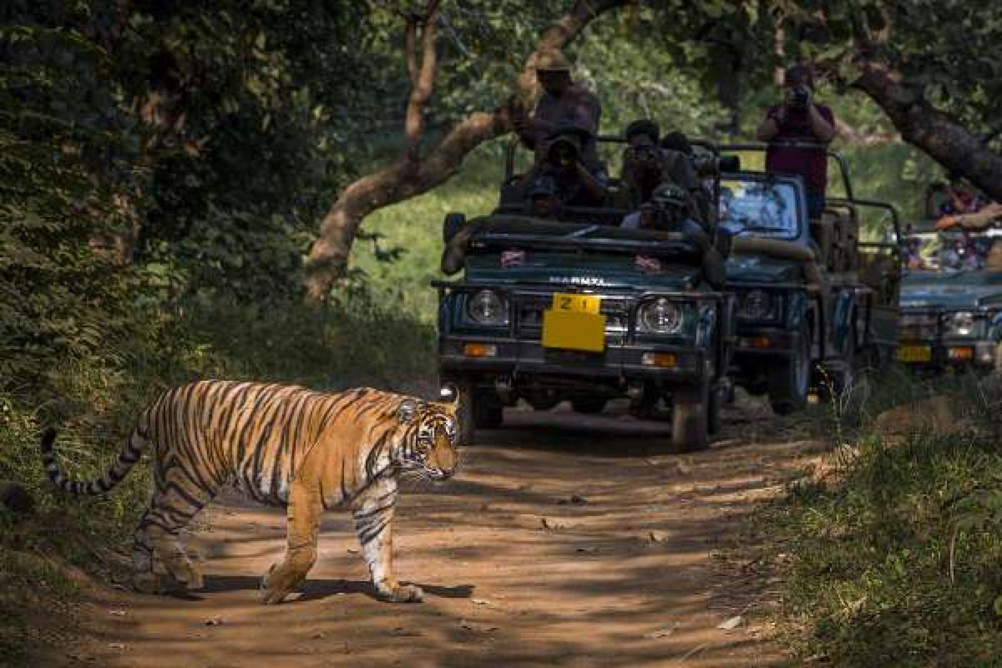 Rajasthan With Taj Mahal and Wildlife Tour